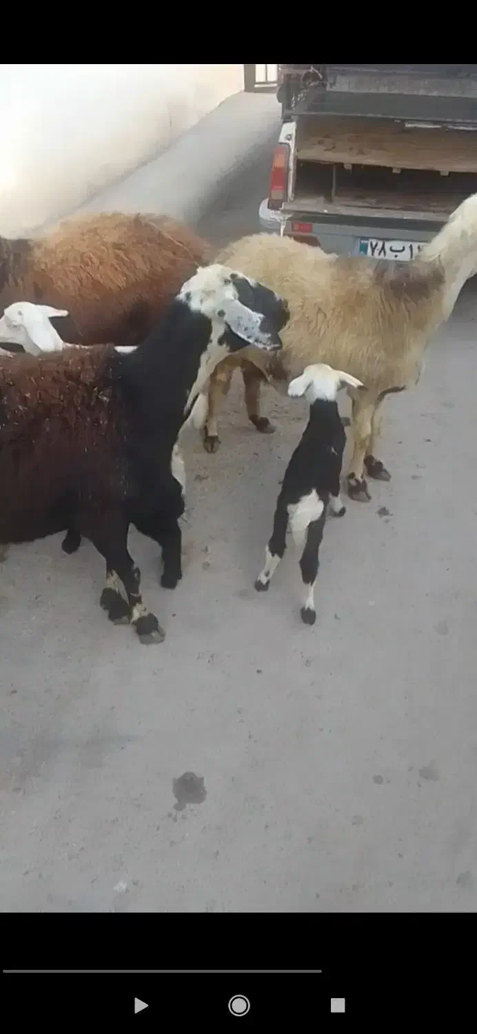 سه رس میش بره افشارجنس انتیک|حیوانات مزرعه|بروجرد, |دیوار