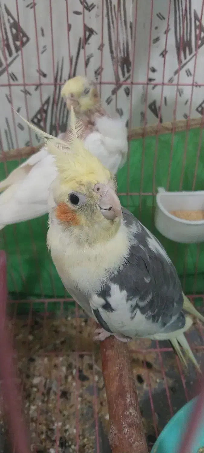 عروس هلندی ۴تا|پرنده|محمدیه-قزوین, |دیوار