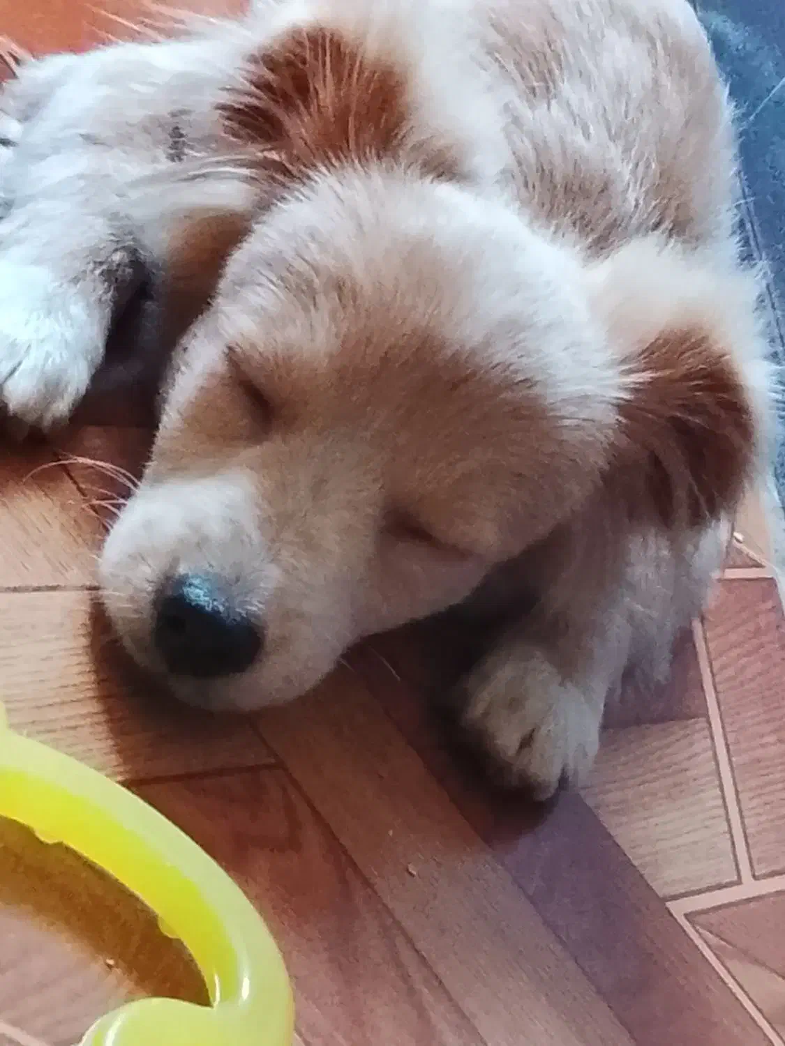 سگ اشپیز واگذاری|سگ|کرمانشاه, |دیوار