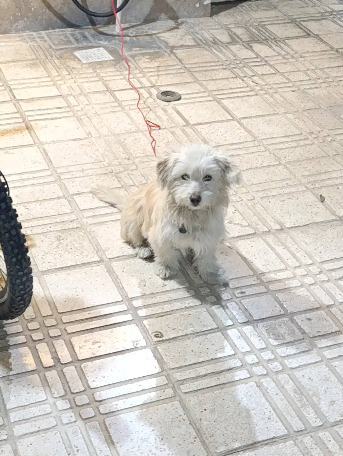 سگ شیتزو|سگ|تاکستان, |دیوار