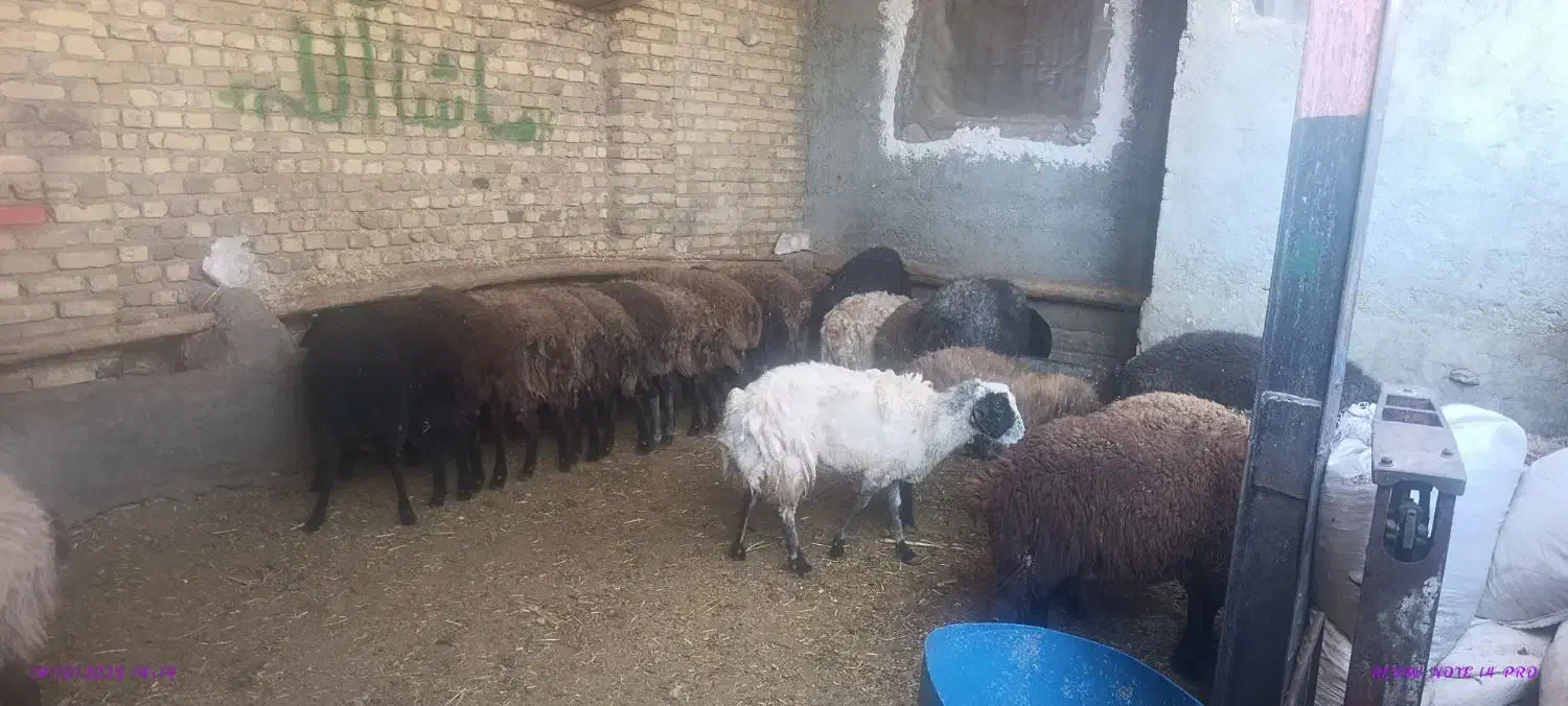 50کیلو 7ملیون|حیوانات مزرعه|کرج, فاز ۳ گوهردشت|دیوار