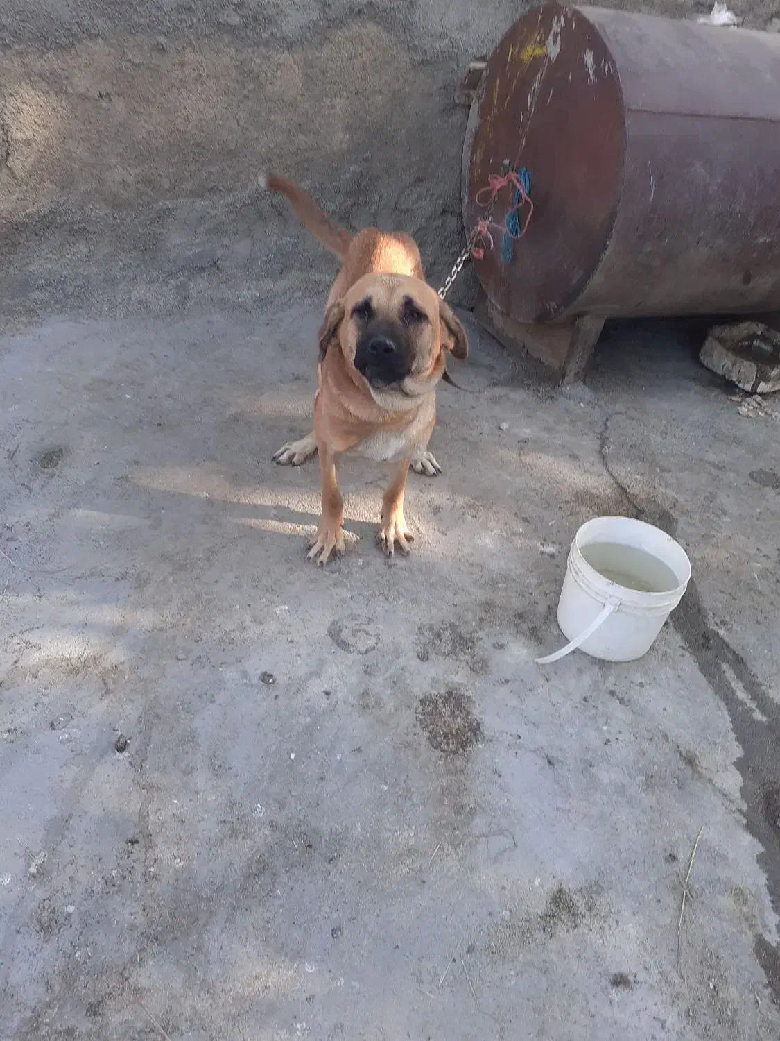 توله ماده ۱۰ ماهه|سگ|سنندج, |دیوار