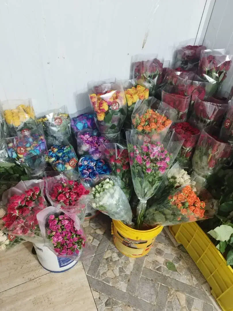 گل رز|گل و گیاه طبیعی|برازجان, |دیوار