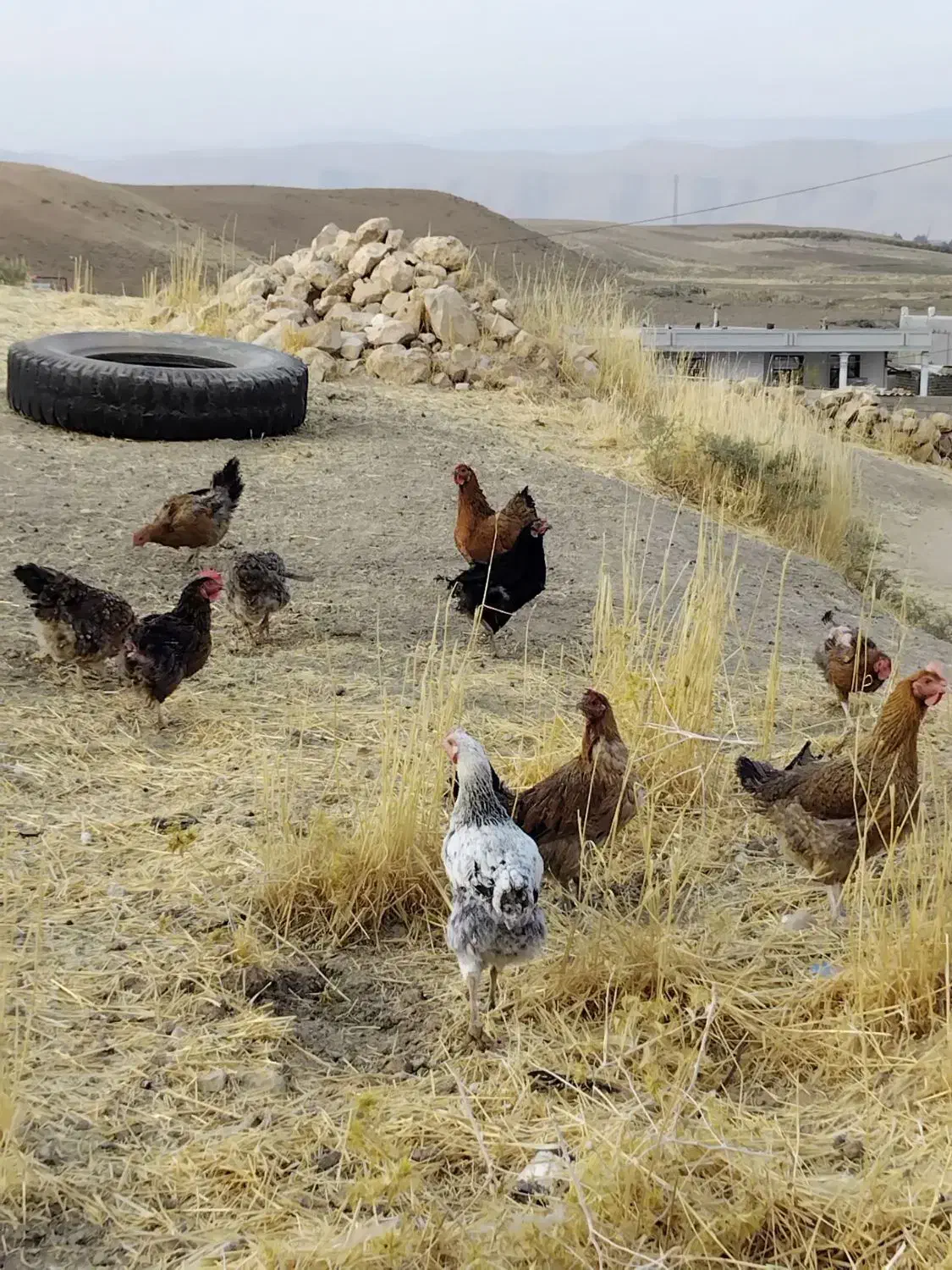 یازده مرغ چاق محلی ، هرکدوم350|حیوانات مزرعه|کوهدشت, |دیوار