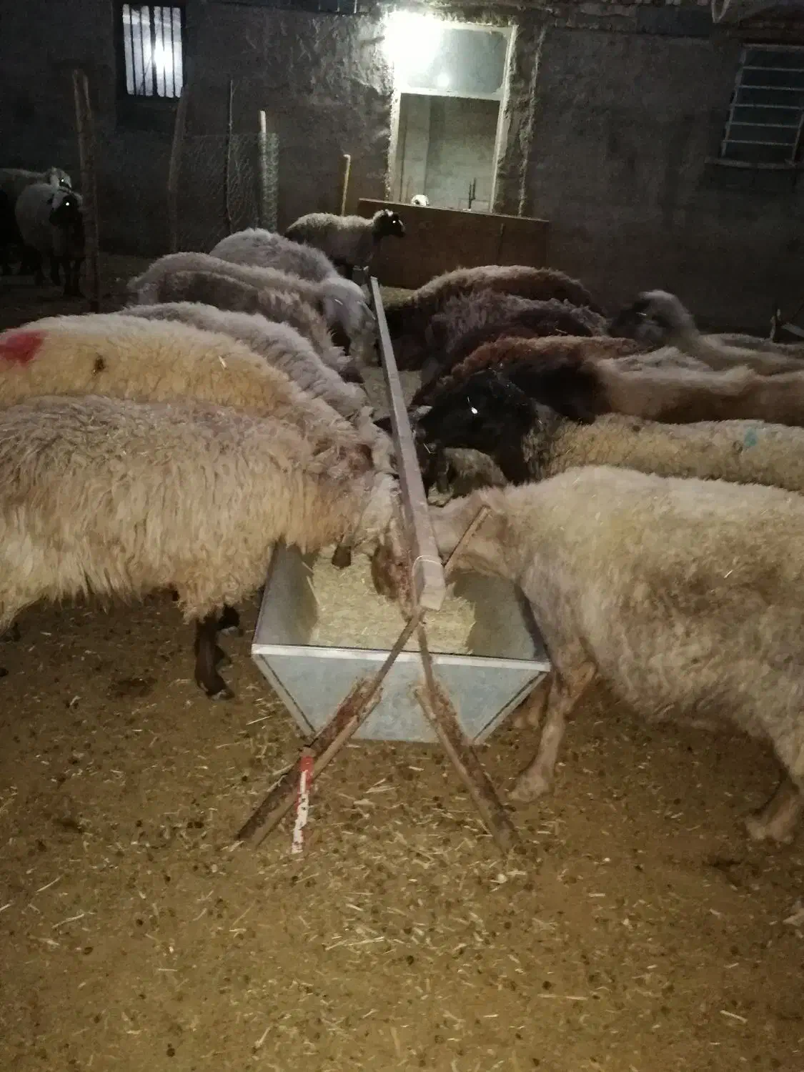 تولید انواع اخور گوسفند و گاو|لوازم جانبی حیوانات|دهاقان, |دیوار