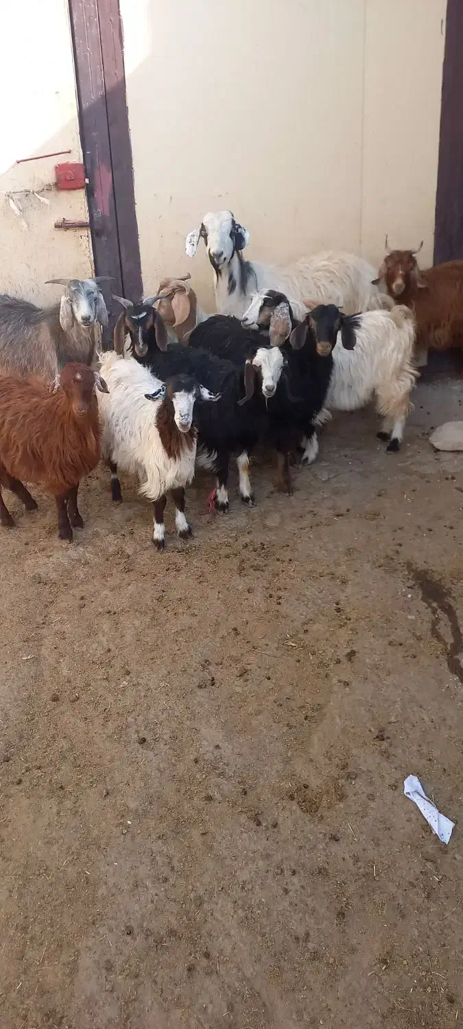 ۱۰عدد‌بزغاله نرو‌ماده|حیوانات مزرعه|خواجه, |دیوار