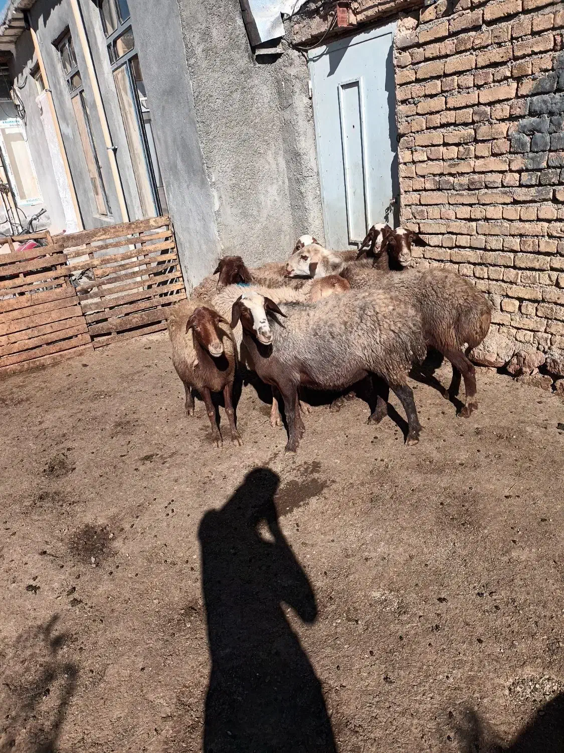 گوسفند داشتی|حیوانات مزرعه|هرسین, |دیوار