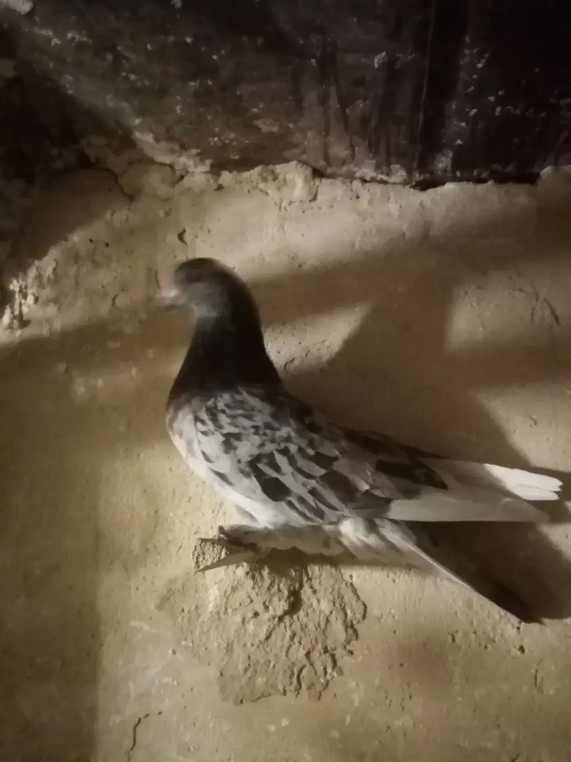 کفتر صید|پرنده|کاشمر, |دیوار