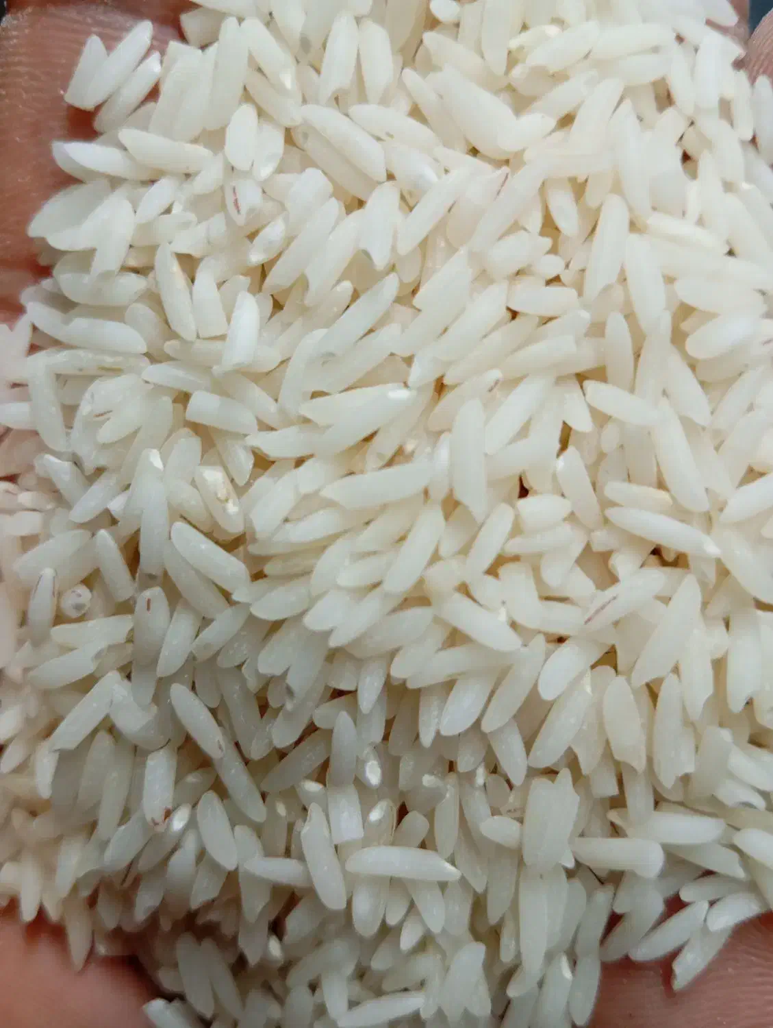 برنج دره رود|خوردنی و آشامیدنی|پارس‌آباد, |دیوار