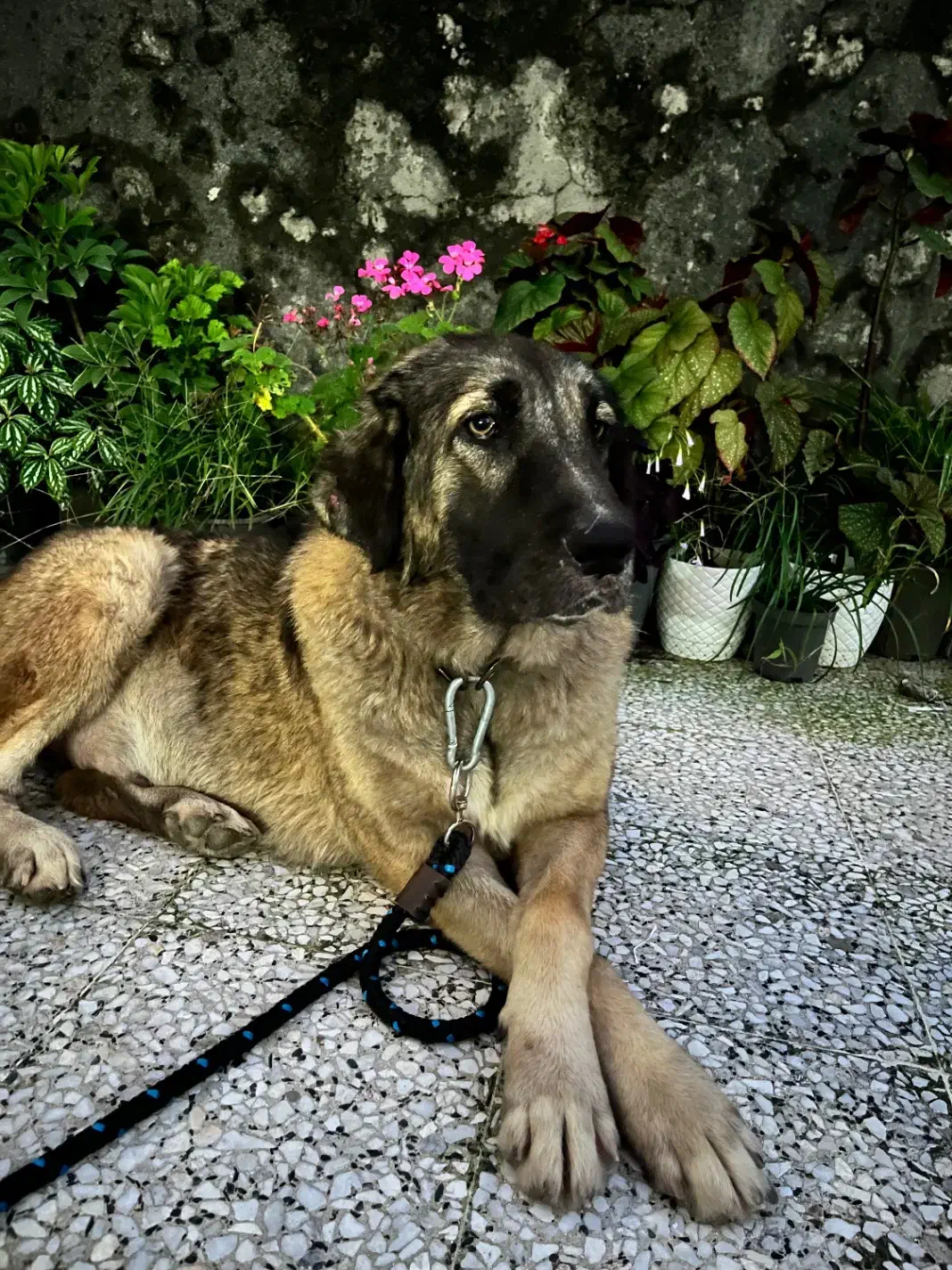 واگذاری رایگان سگ سراب در انزلی و رشت|سگ|رشت, پل تالشان|دیوار