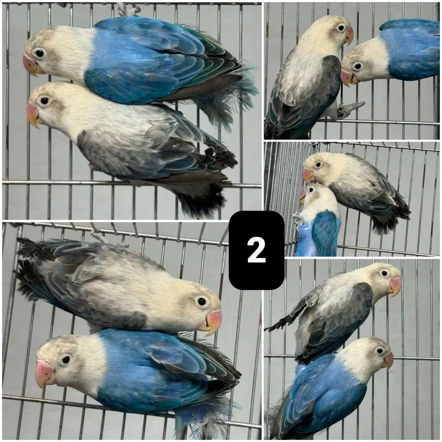 برزیلی اوپلاین|پرنده|رشت, امین الضرب|دیوار