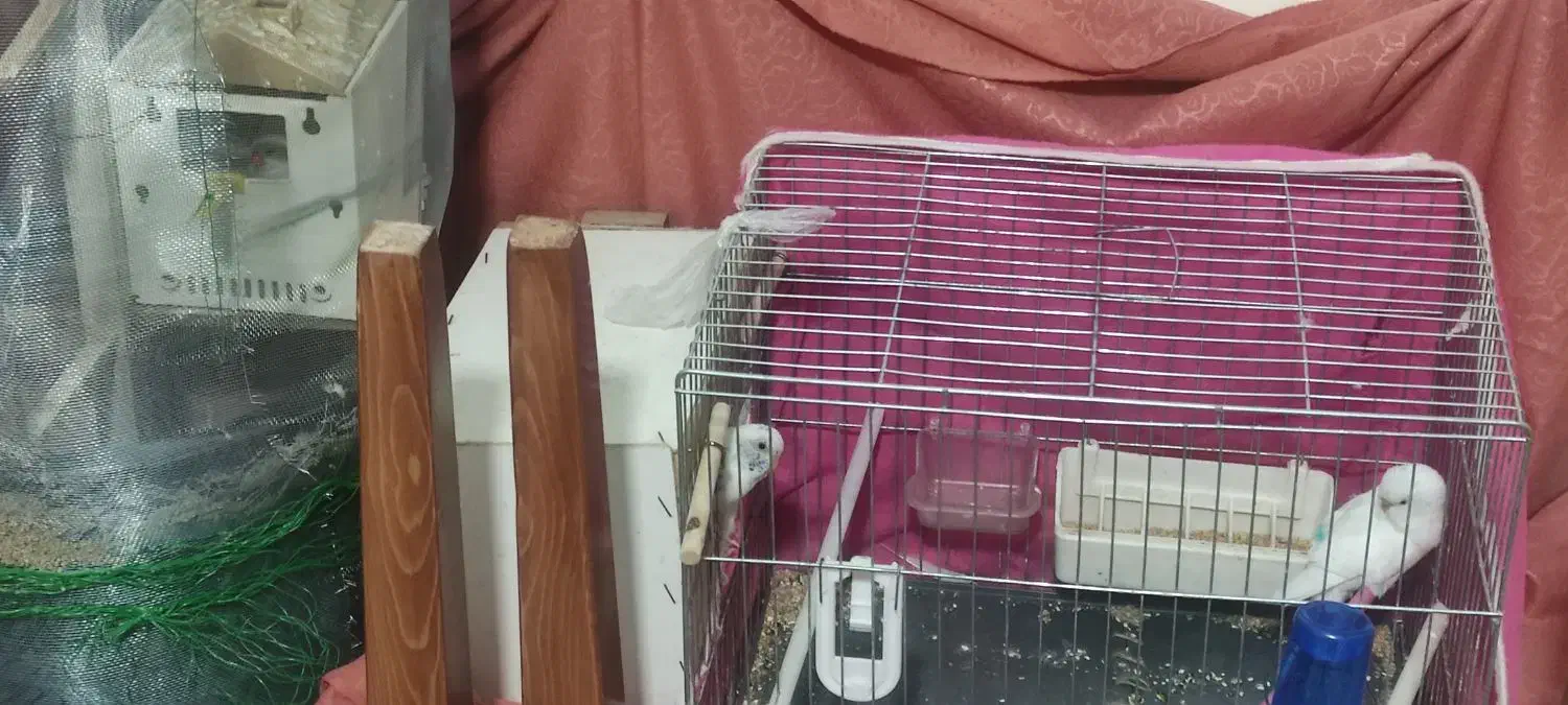 پرنده|پرنده|سلطانیه, |دیوار