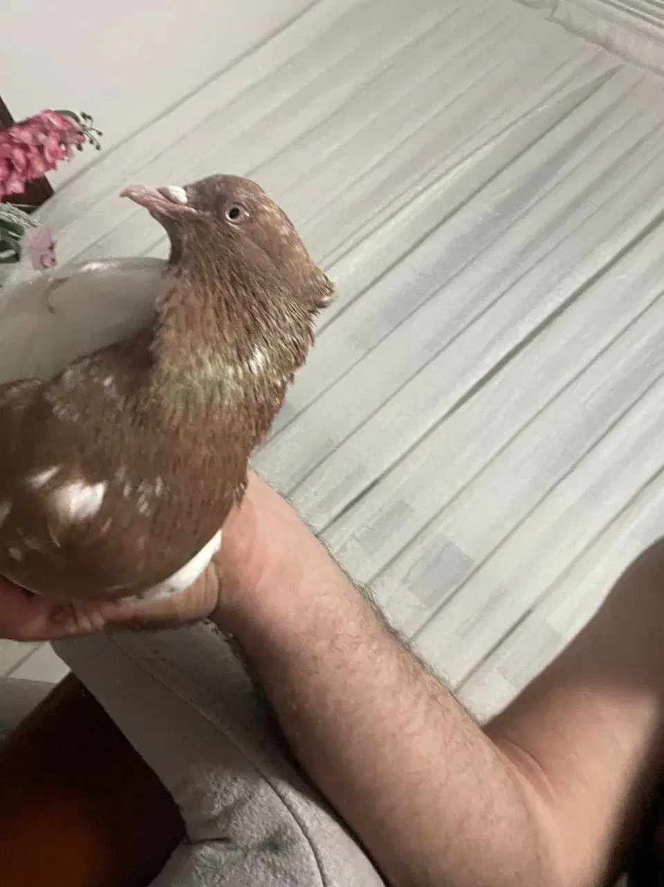 سینه زرد کاکلی|پرنده|بجنورد, |دیوار