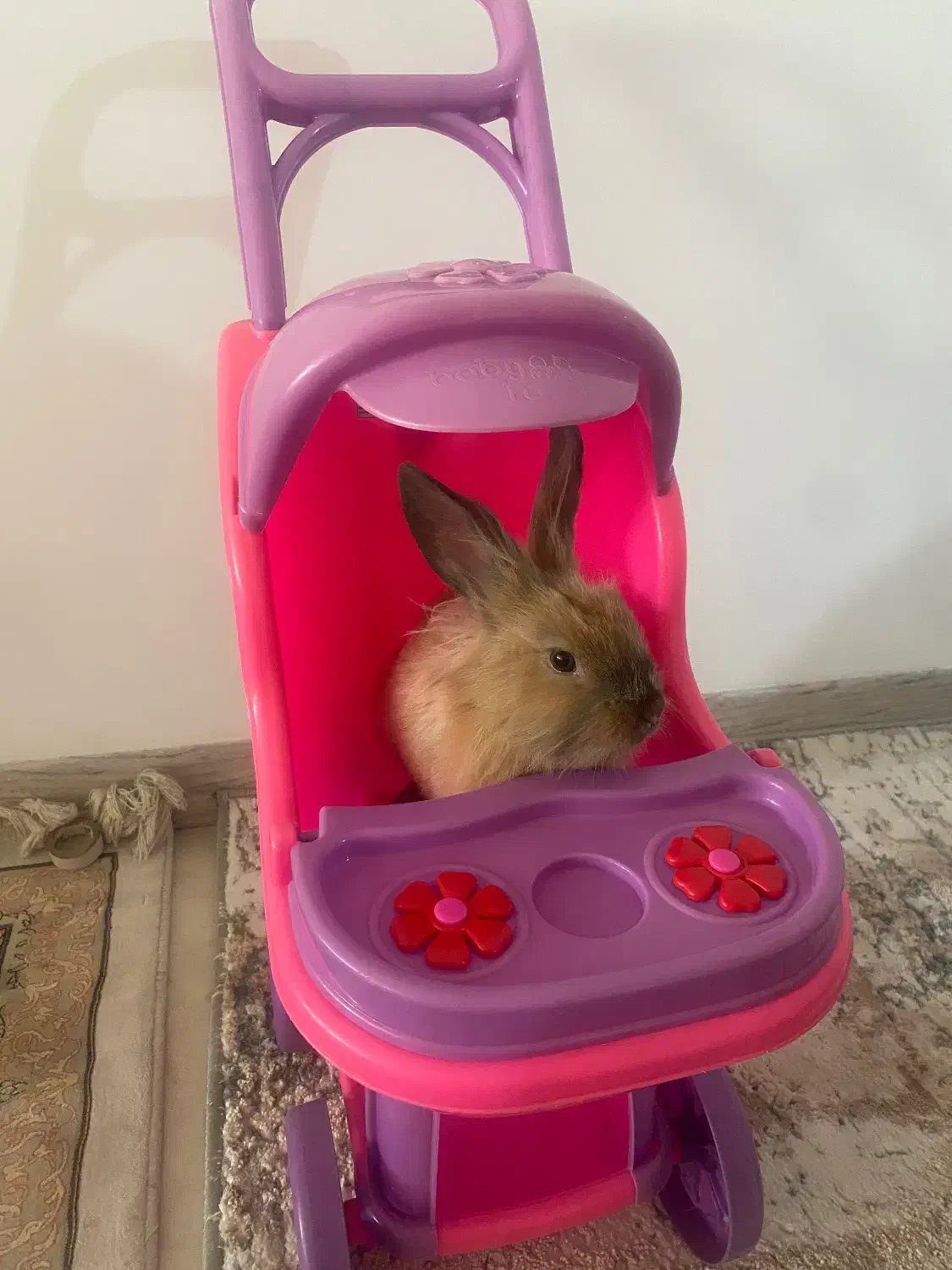 خرگوش های دوقلو|موش و خرگوش|شیراز, شهرک گلدشت حافظ‎|دیوار