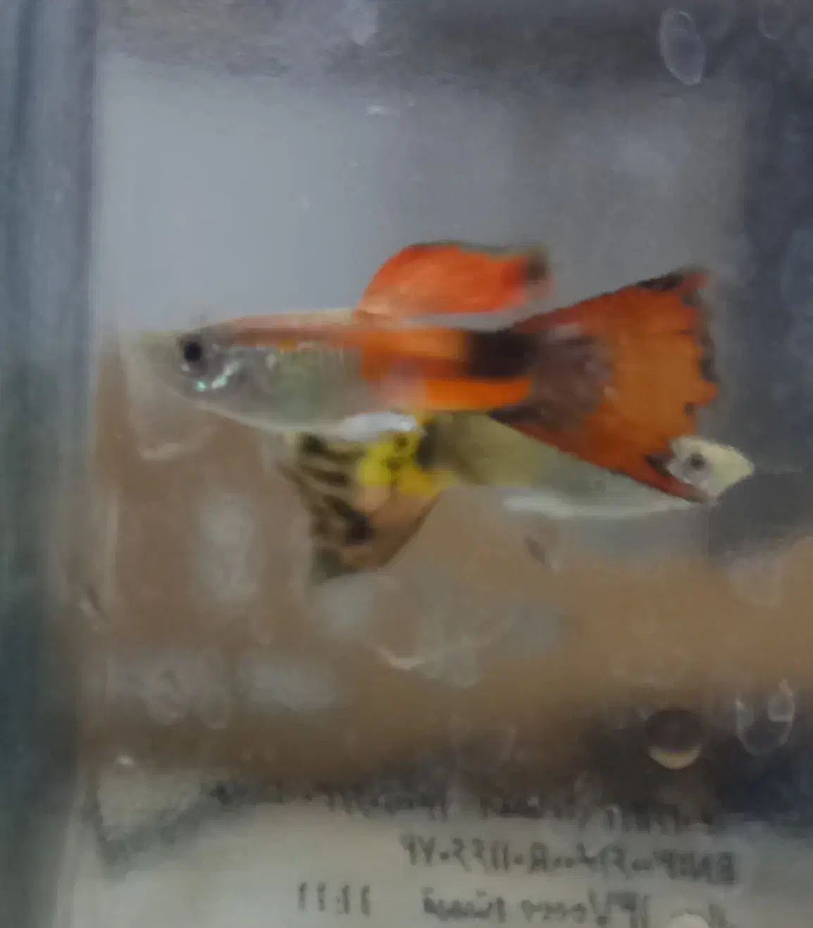 فروش ماهی گوپی بالغ و بچه ماهی گوپی|ماهی|یزد, |دیوار