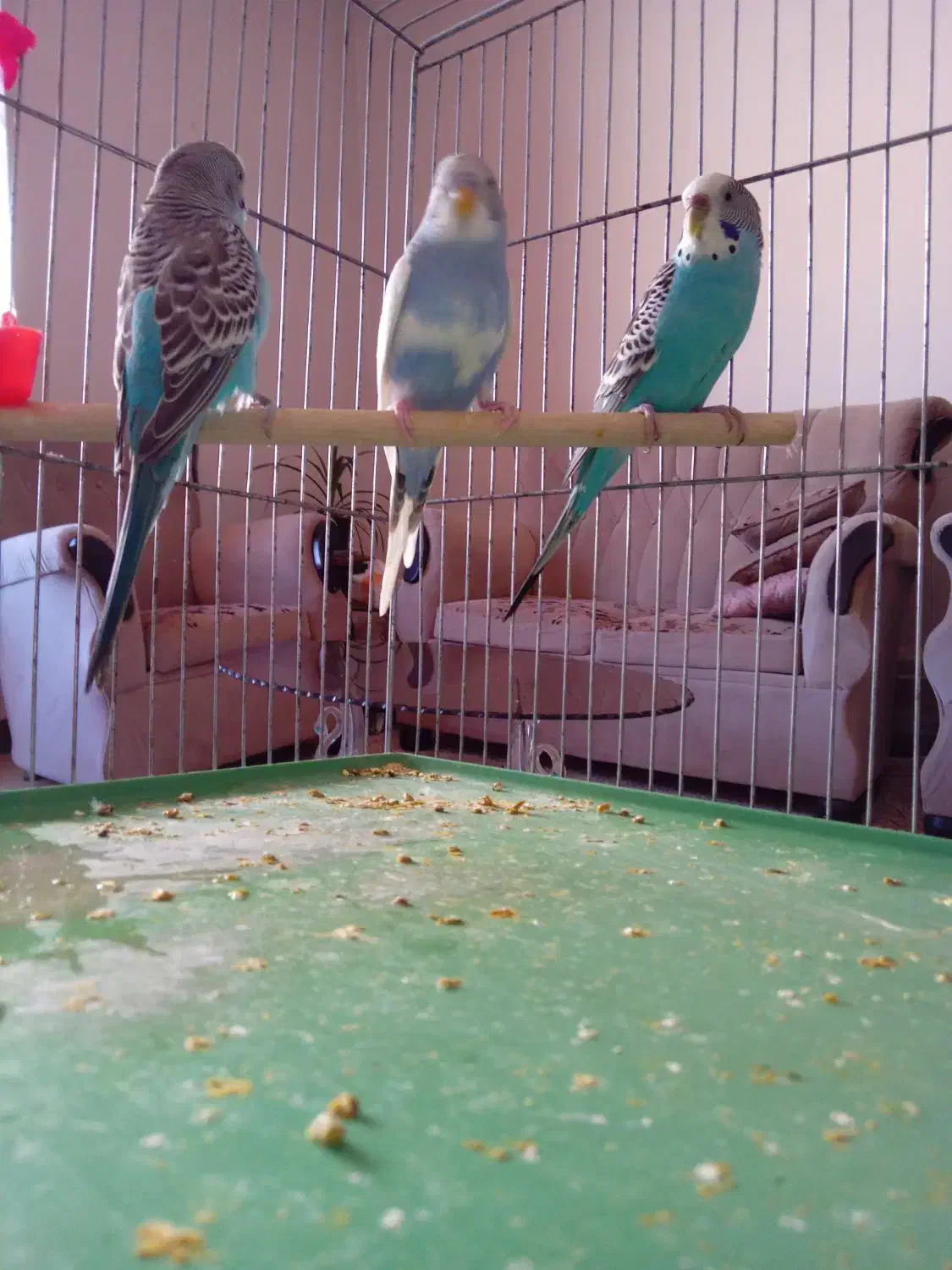 مرغ عشق دانه ای ۱۸۰هزار|پرنده|هشتگرد, فاز ۷ مهستان|دیوار