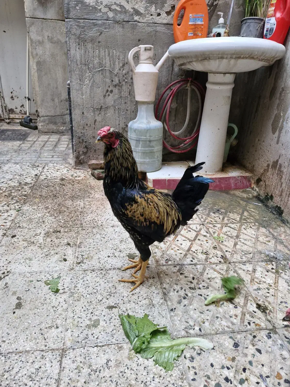 مرغ و خروس گلین|حیوانات مزرعه|تهران, جوادیه|دیوار