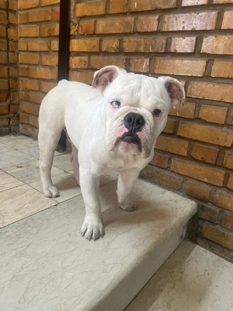 سگ نر انگلیش بولداگ|سگ|تهران, شهرک استقلال|دیوار