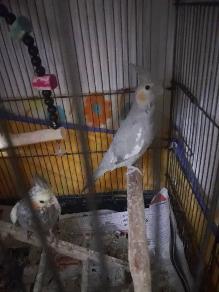 طوطی سخنگو پنج تا طوطی عروس هلندی|پرنده|رشت, سیا اسطلخ|دیوار