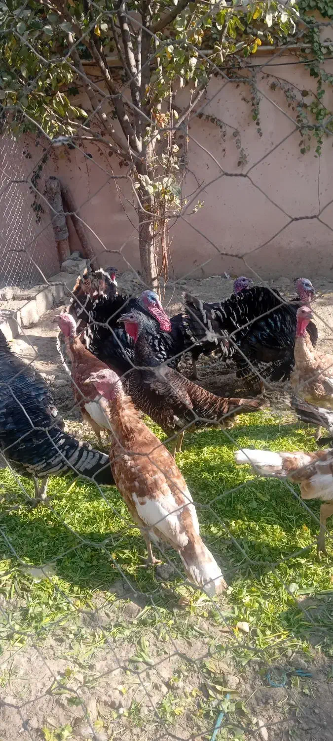 بوقلمون خروس مرغ تخم گزار مناسب شب چله|حیوانات مزرعه|چهارباغ, |دیوار