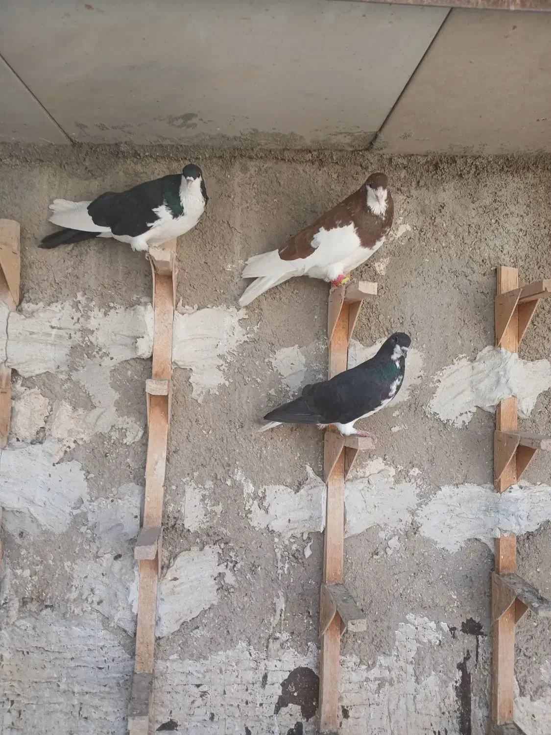 سه تا شهری زرنگ|پرنده|شیراز, شهرک مهرگان|دیوار