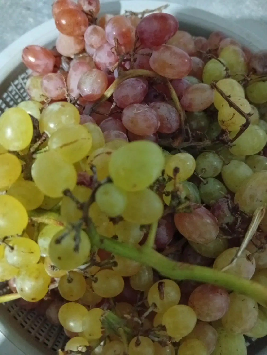 شیره|خوردنی و آشامیدنی|تاکستان, |دیوار