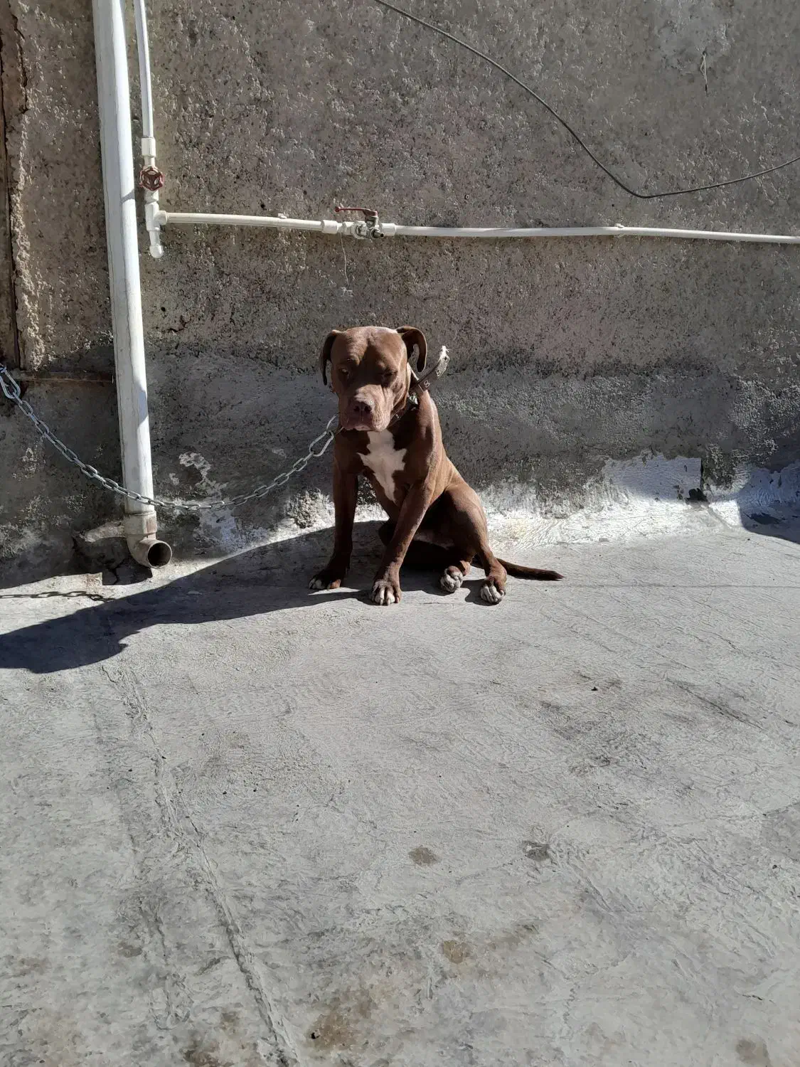 سگ پیت بول اصل|سگ|قدس, شهر‌قدس|دیوار