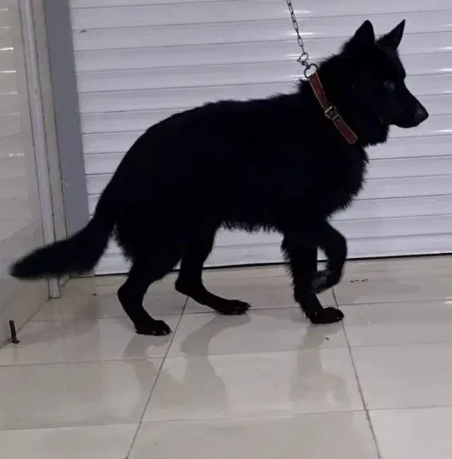 ژرمن بلک|سگ|بندر ماهشهر, |دیوار