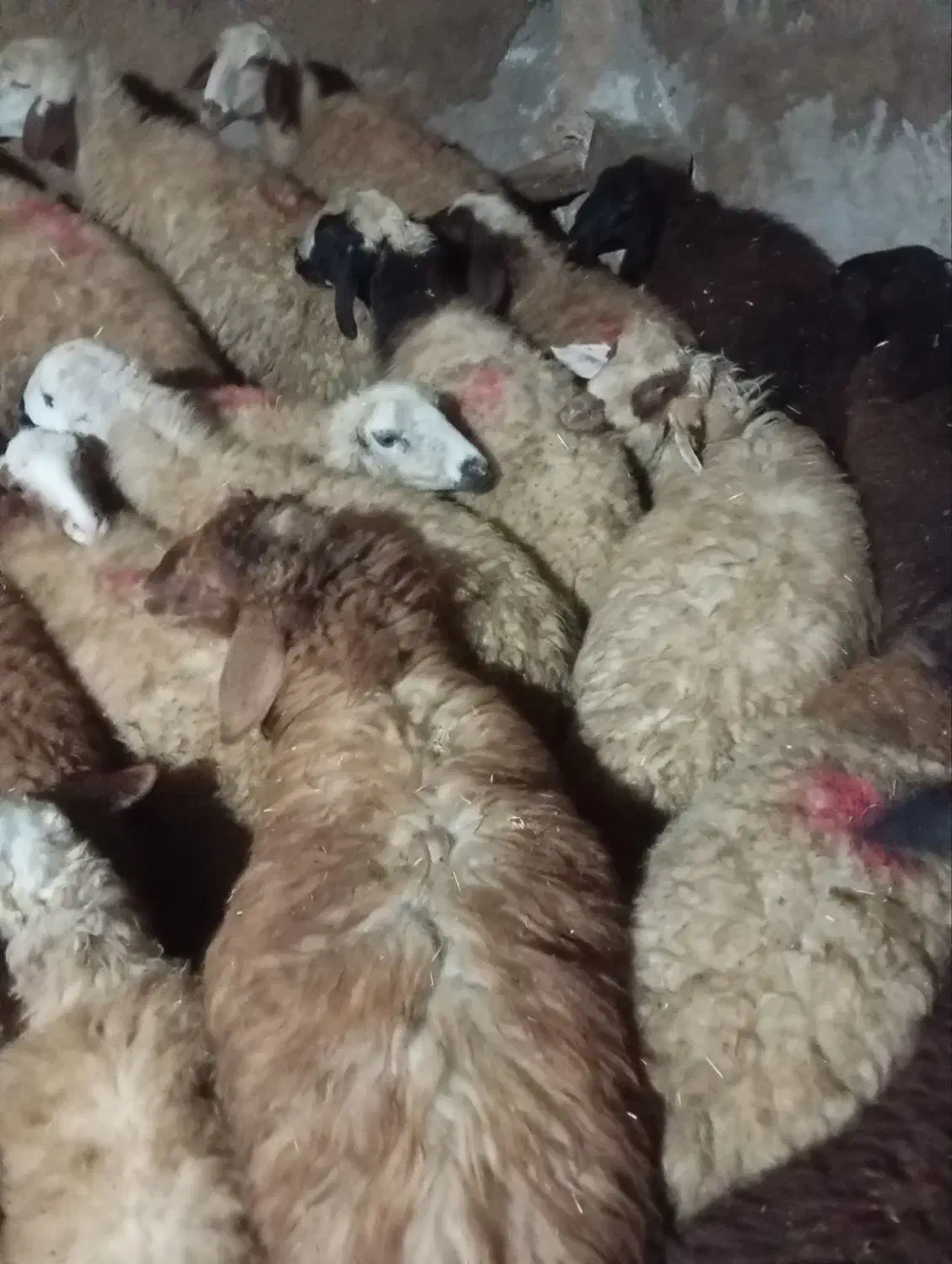 گوسفند جوان|حیوانات مزرعه|کرمانشاه, |دیوار