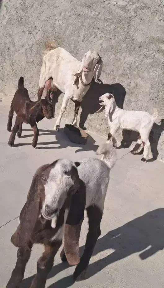 بز سه قلو زاه|حیوانات مزرعه|کرمان, |دیوار