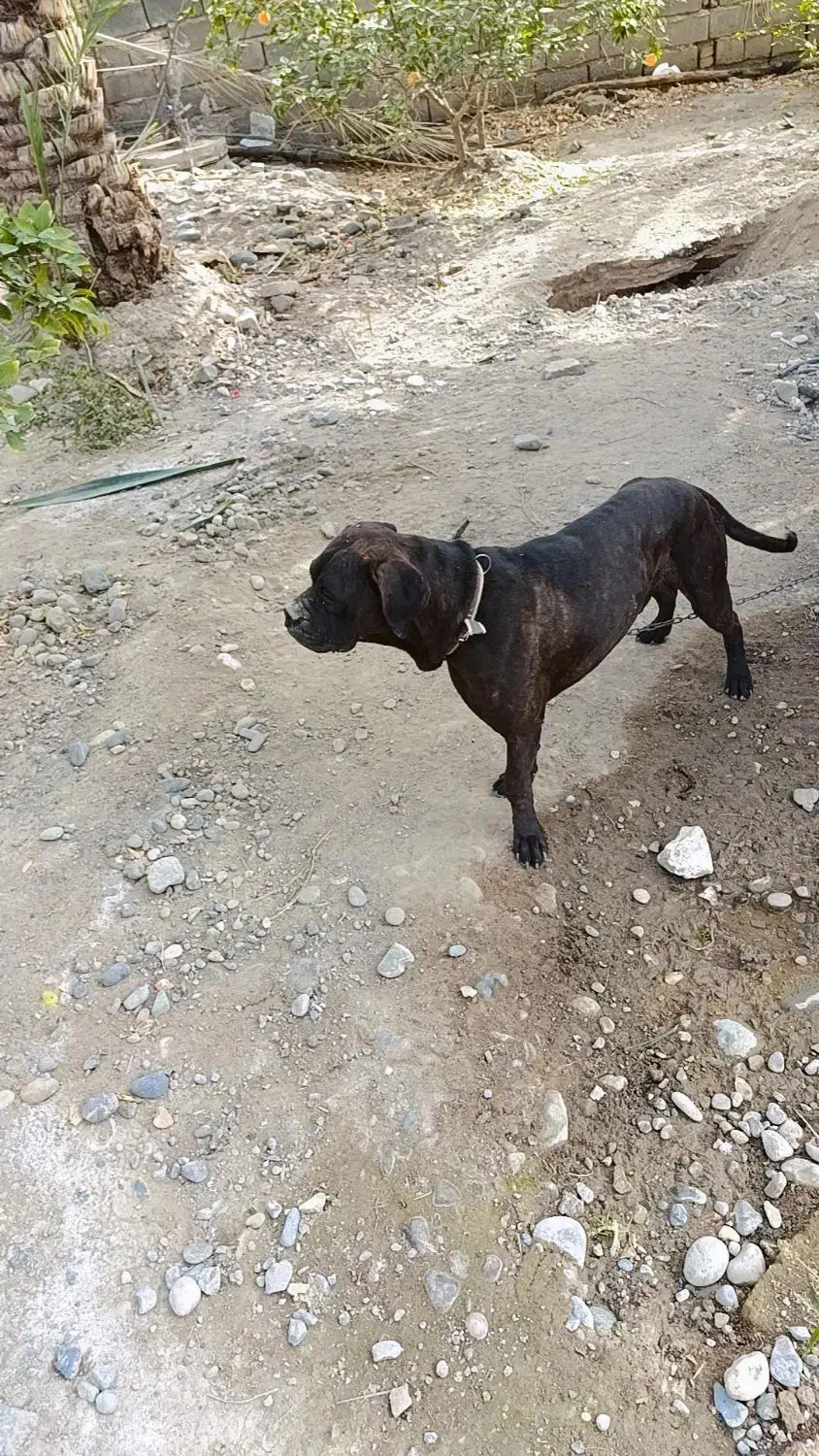 سگ باکسر|سگ|جیرفت, |دیوار