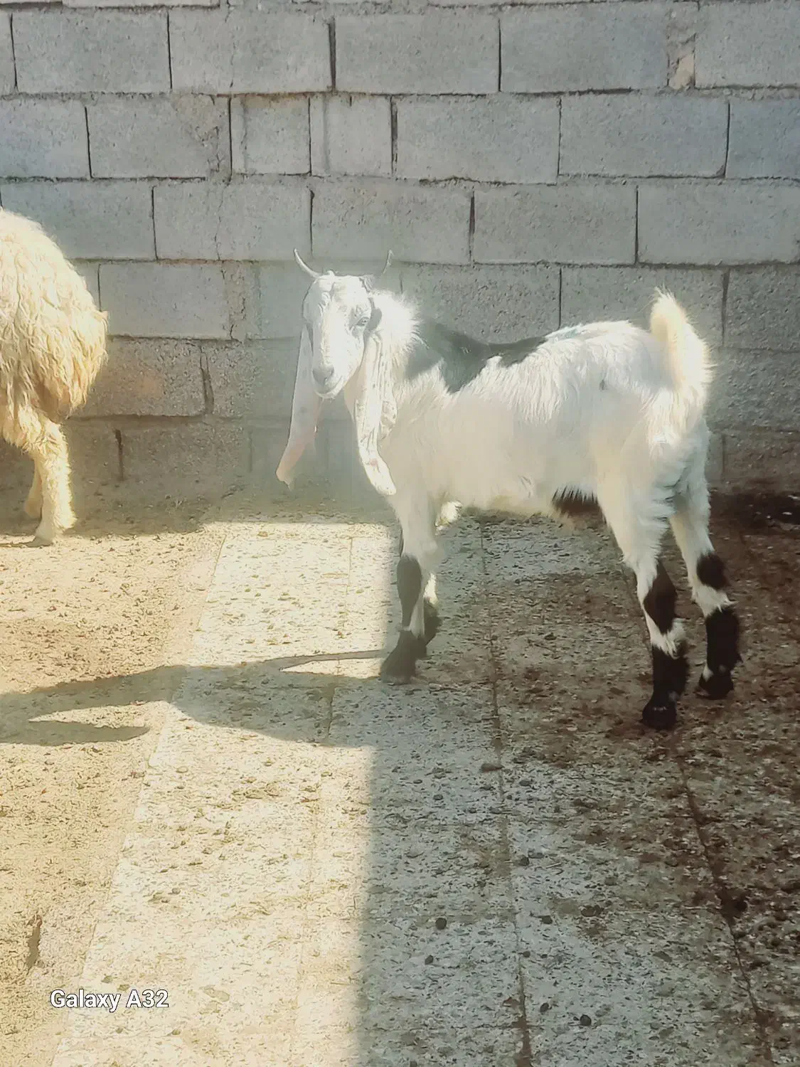 بز نر|حیوانات مزرعه|اهواز, الهائی|دیوار