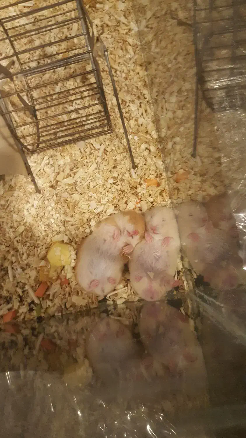 همستر سوری|موش و خرگوش|تهران, شهر زیبا|دیوار