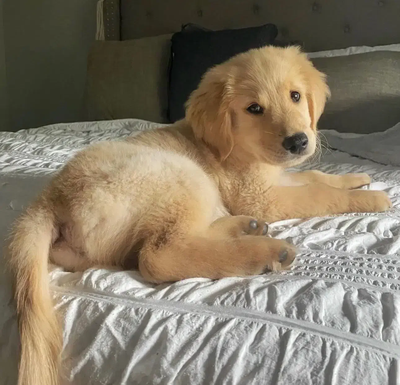 سگ گلدن رتریور|سگ|گرگان, |دیوار