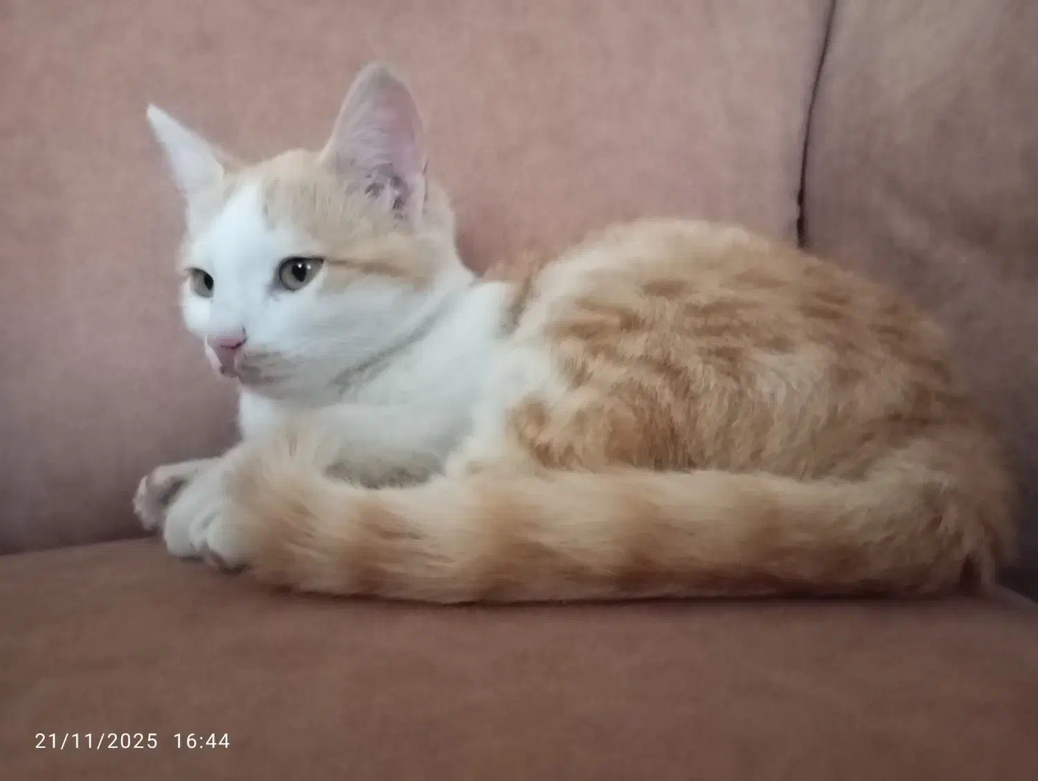 گربه|گربه|تبریز, |دیوار