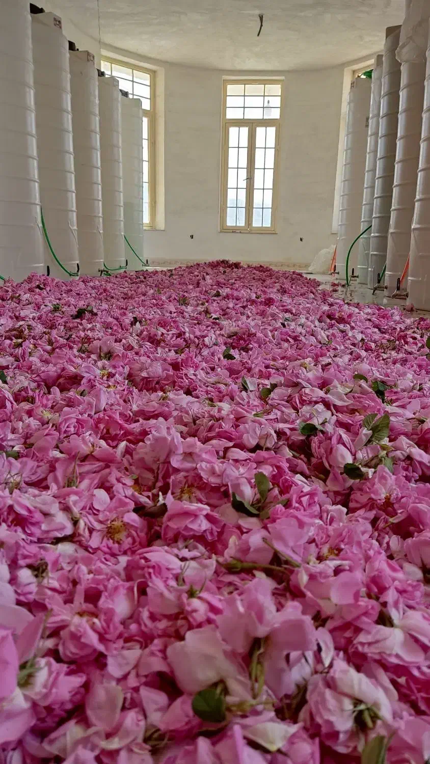 4هکتار کارگاه، باغ شهری، باغ انجیر، سوله، سردخانه|عمده‌فروشی|فیروزآباد (فارس), |دیوار