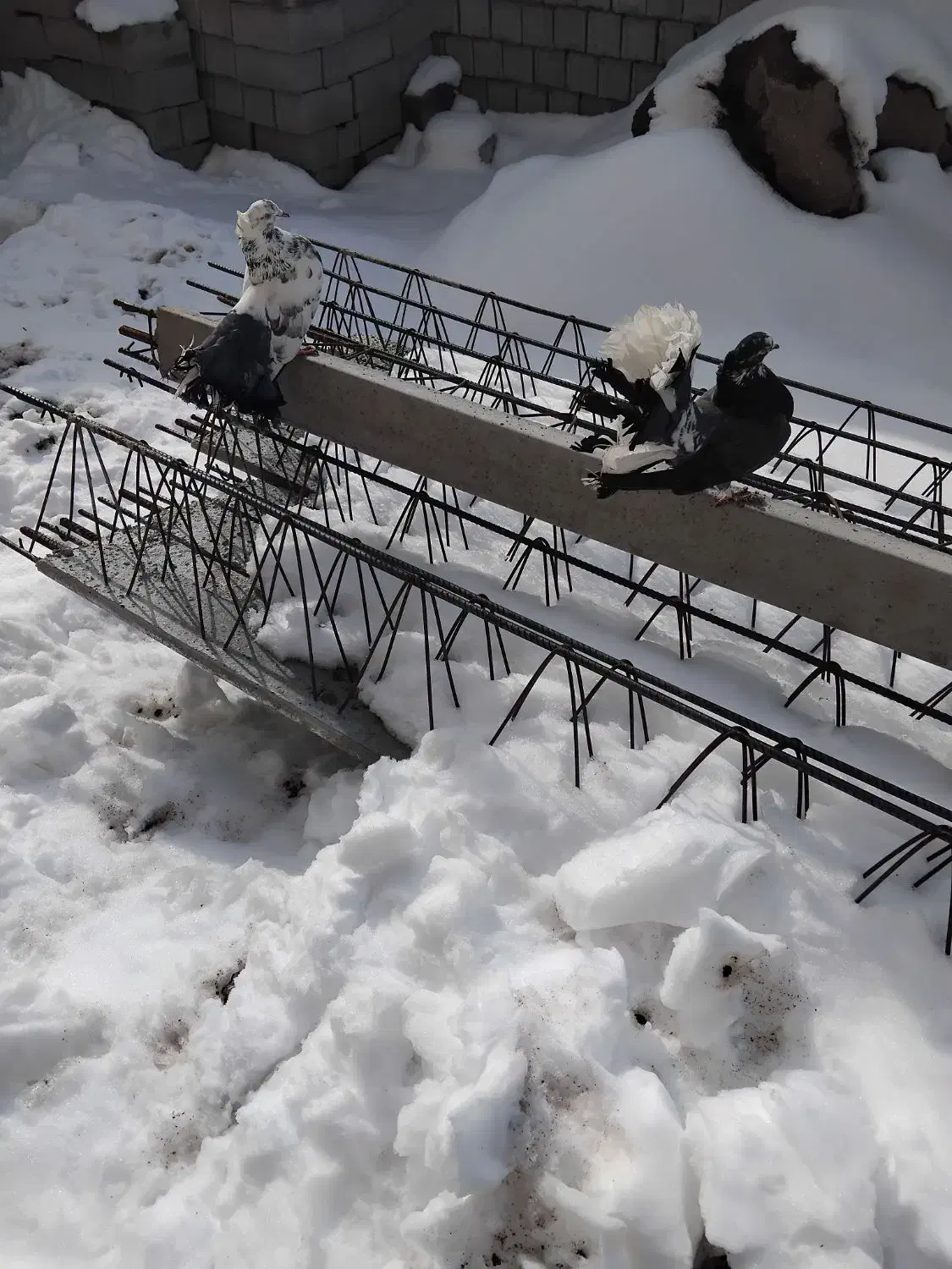 کبوتر چتری|پرنده|مشگین شهر, |دیوار