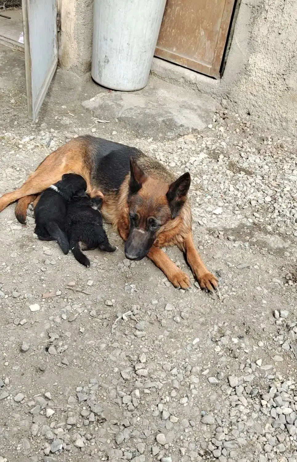 سگ ژرمن مرغ|سگ|تهران, مشیریه|دیوار