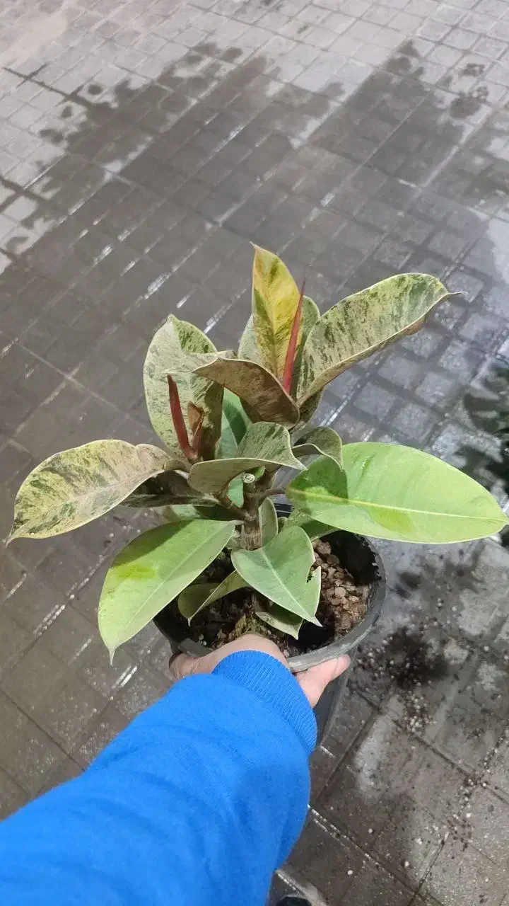 تعویض گلدون|گل و گیاه طبیعی|تربت‌حیدریه, قائم|دیوار