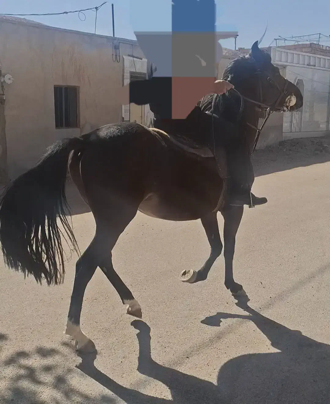 حیوانات|اسب و تجهیزات اسب‌سواری|زرند, |دیوار