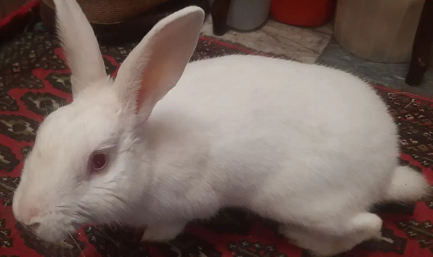 خرگوش نر برای فروش|موش و خرگوش|گرگان, |دیوار