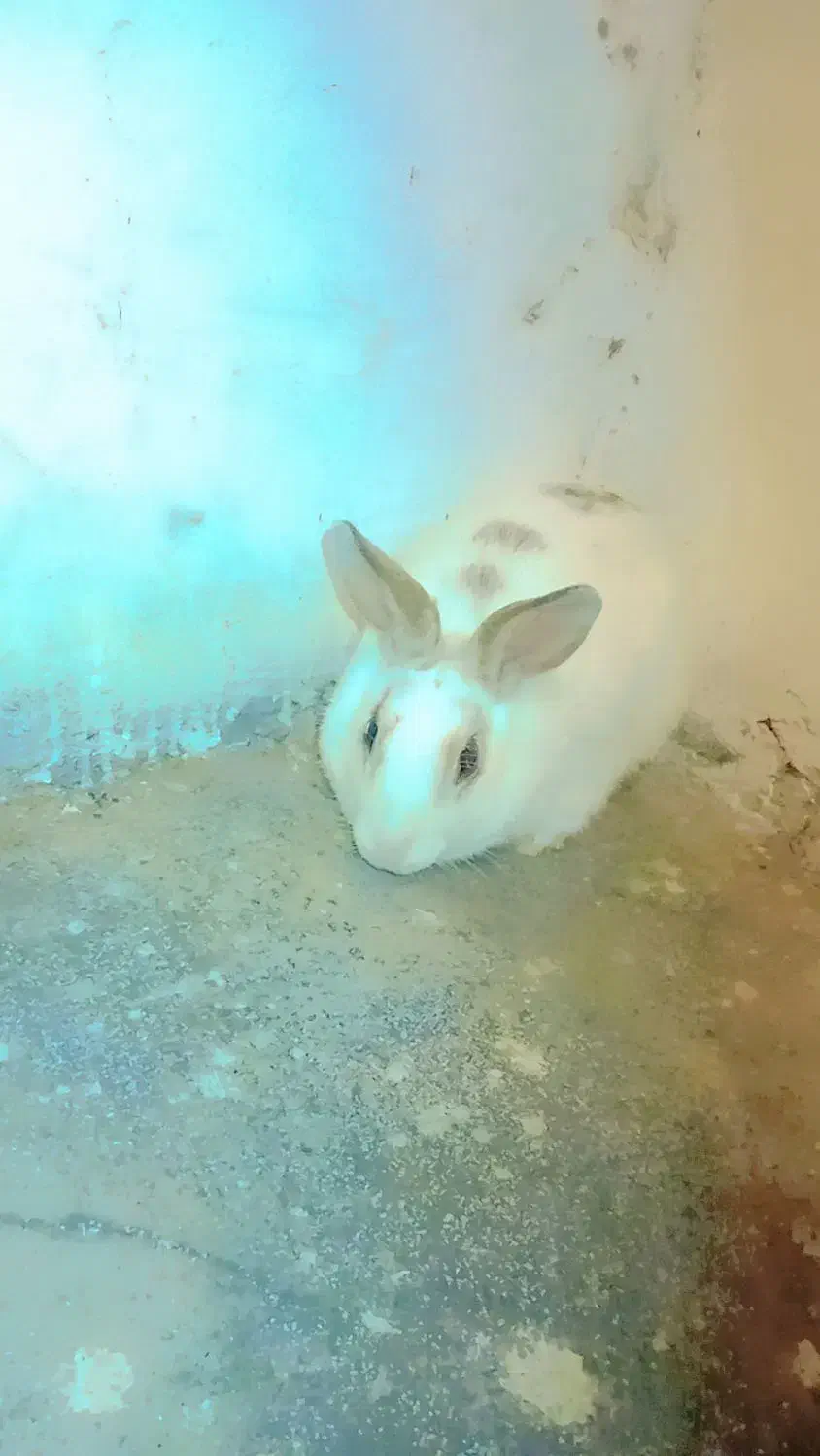 خرگوش|موش و خرگوش|طرقبه, |دیوار