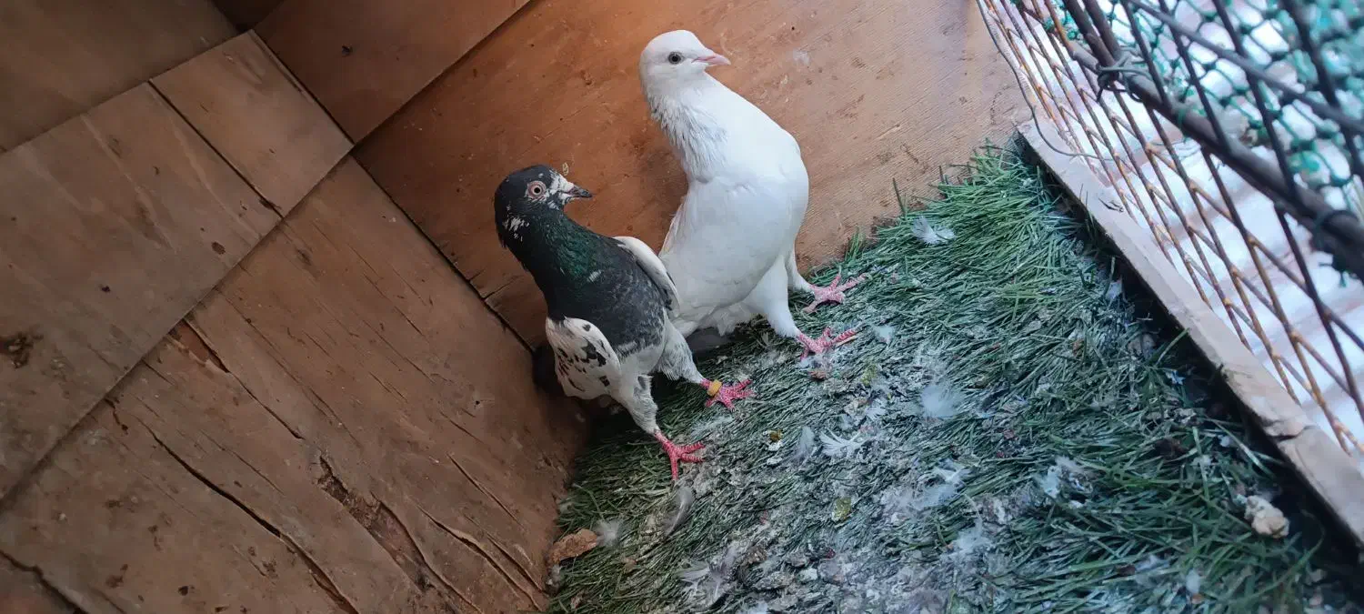 کبوتر رنگی|پرنده|بندر ماهشهر, |دیوار