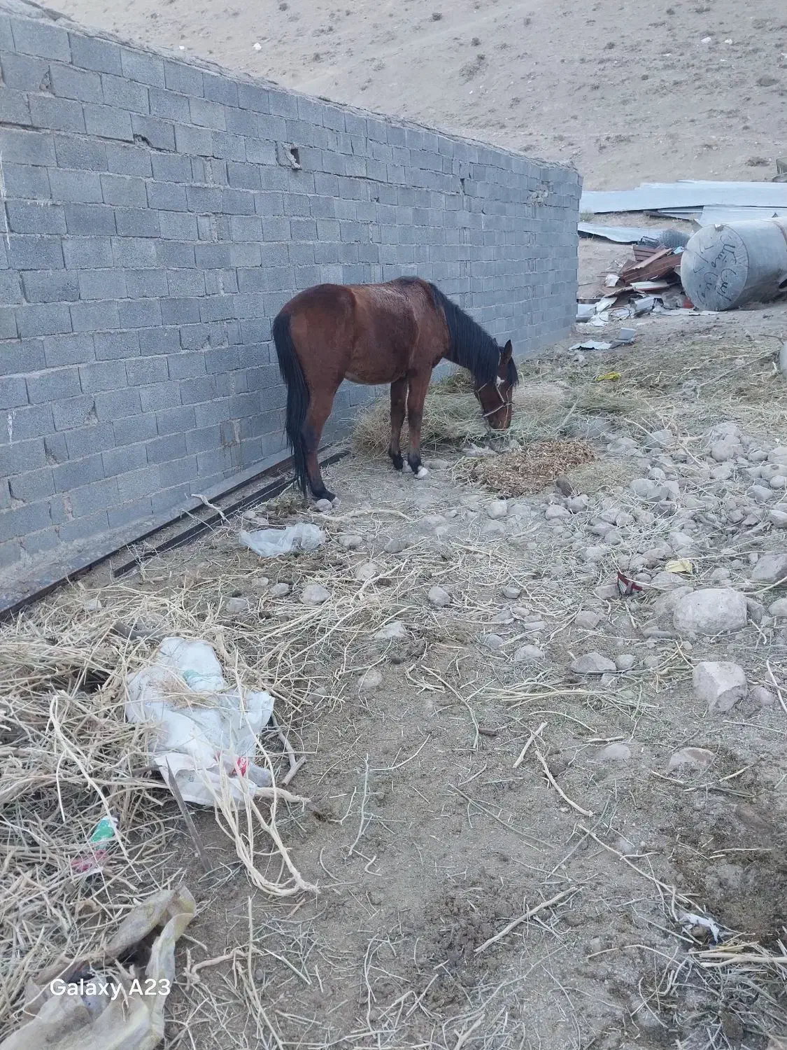 اسب نریون|اسب و تجهیزات اسب‌سواری|آبسرد, |دیوار