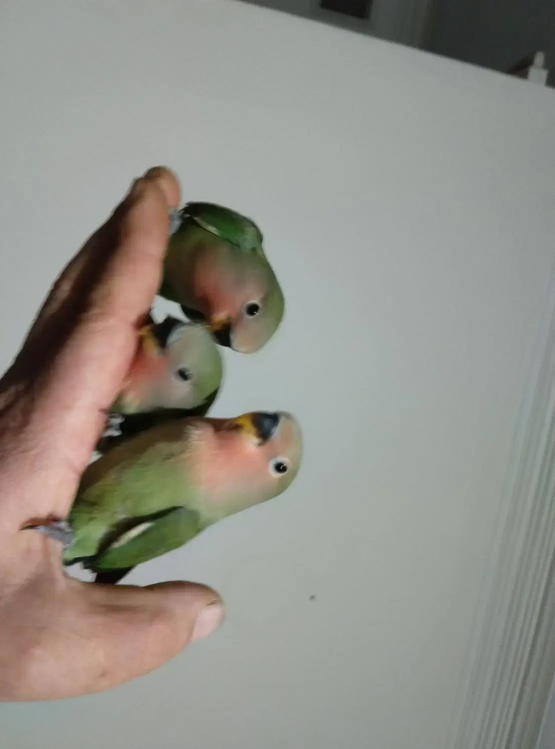 طوطی برزیلی|پرنده|ماهدشت, |دیوار