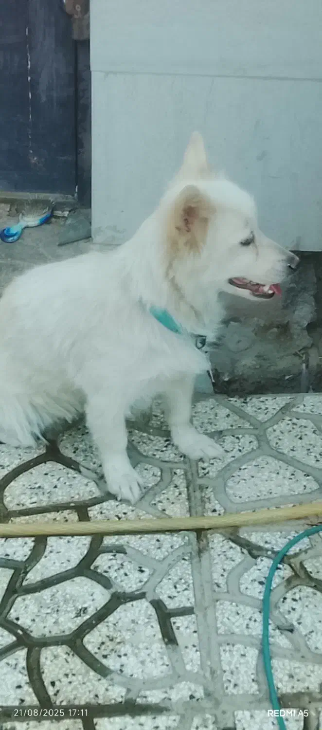 سگ پامرین گم شده|حیوانات|تربت‌حیدریه, طالقانی|دیوار