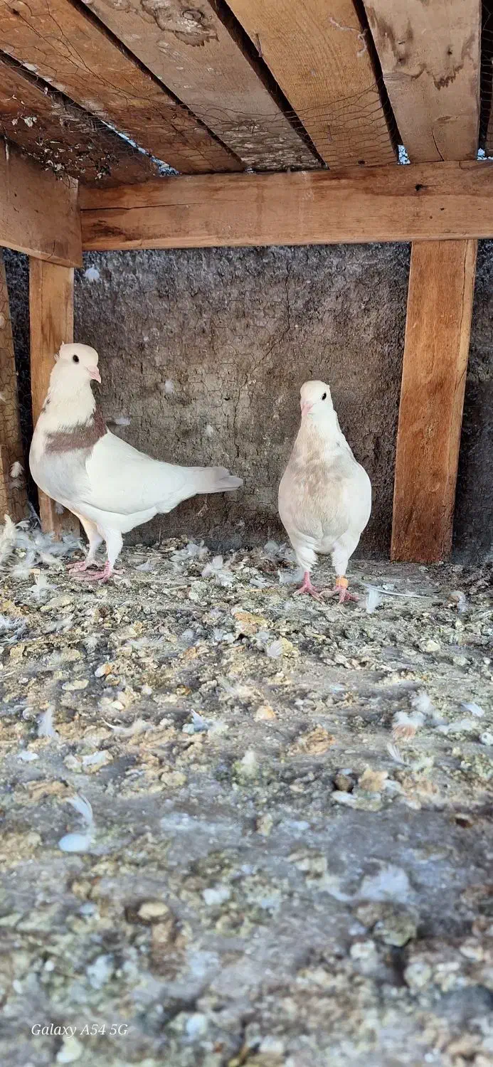 طوقی|پرنده|حمیدیا, |دیوار