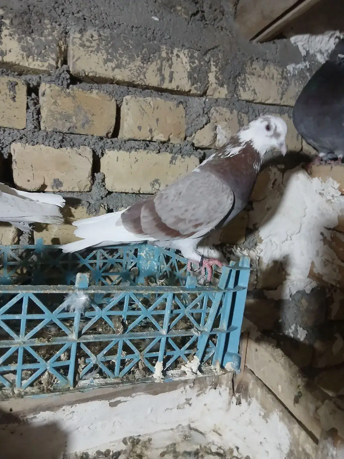 سه جفت کفتر ماده پرشی|پرنده|قیدار, |دیوار