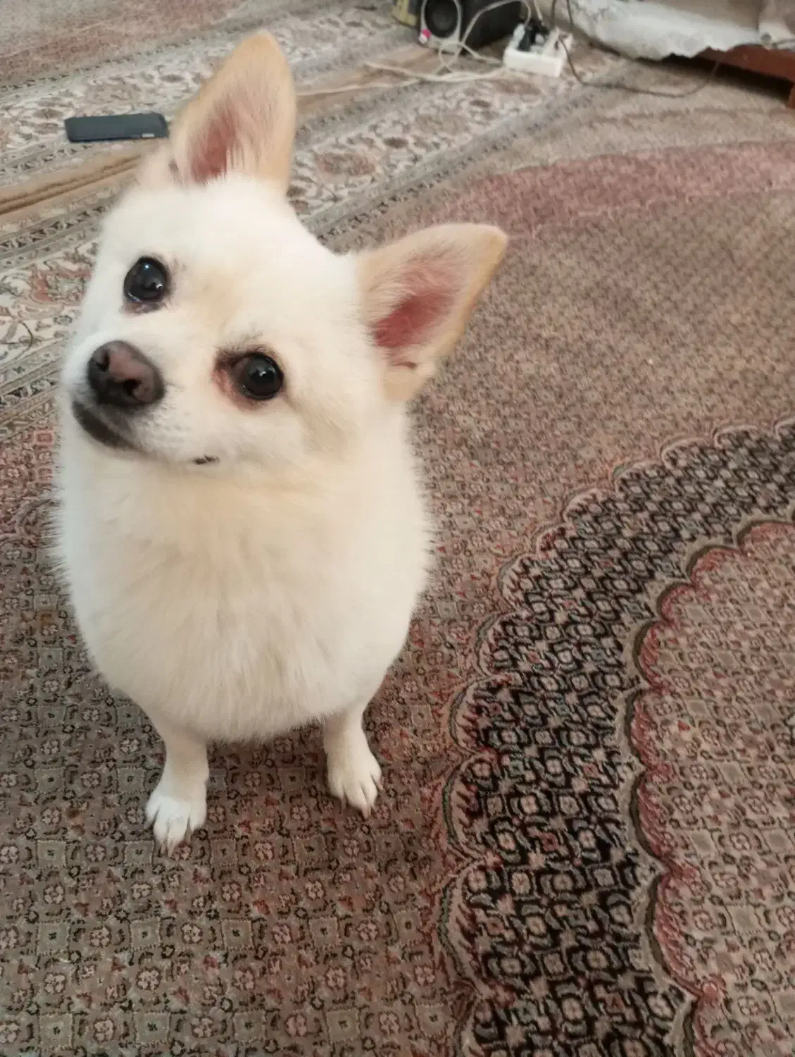 سگ پامر روباهی|سگ|بجنورد, |دیوار