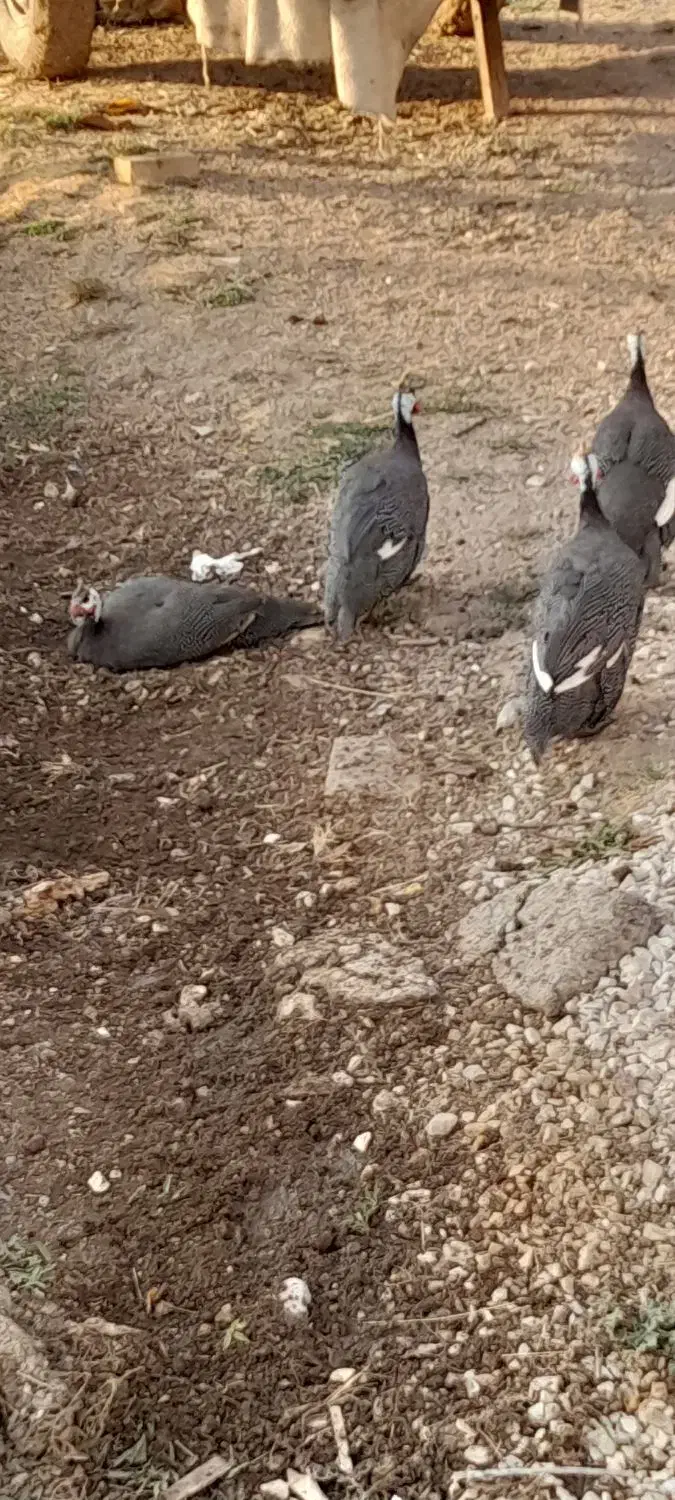 مرغ چینی یا شاخدار|حیوانات مزرعه|بروجرد, |دیوار